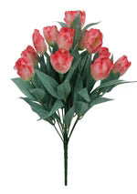 coral tulip bush on white bakcground