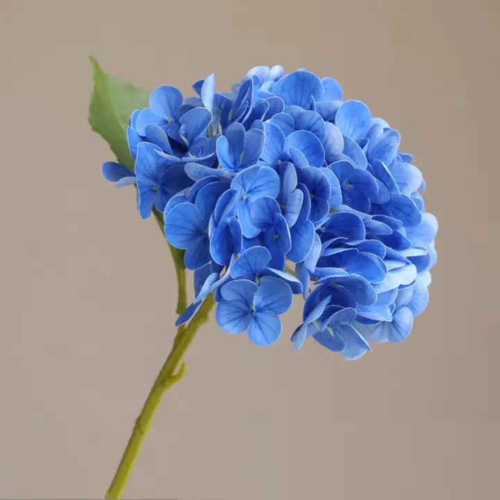 Blue hydrangea flower on a beige background