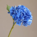 Blue hydrangea flower on a beige background