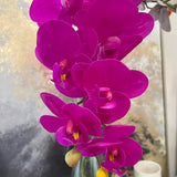 Close-up of vibrant purple orchids with a blurred background