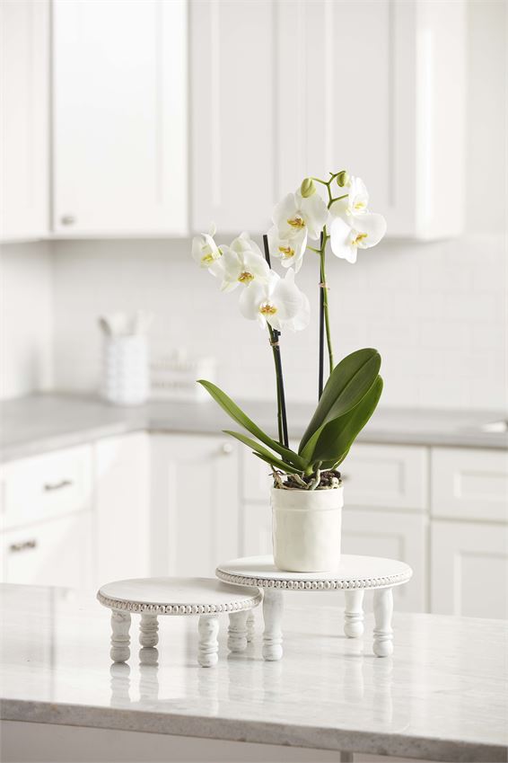 White Beaded Round Pedestal