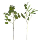 EUCALYPTUS LEAF SPRAY